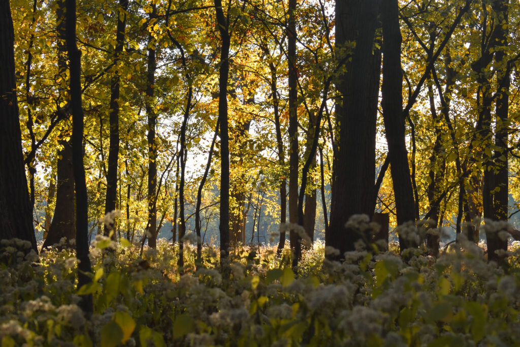 Thatcher Woods and Sunset Bridge Hiking Trails