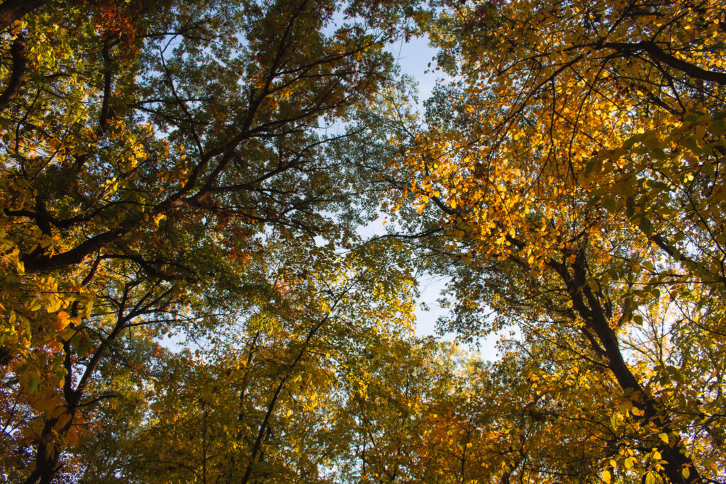 Thatcher Woods and Sunset Bridge Hiking Trails