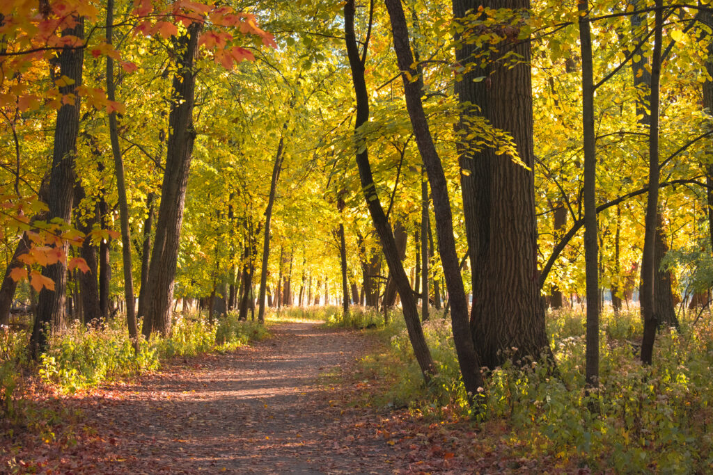 Thatcher Woods and Sunset Bridge Meadow: Scenic Hiking Trails for the Fall Season