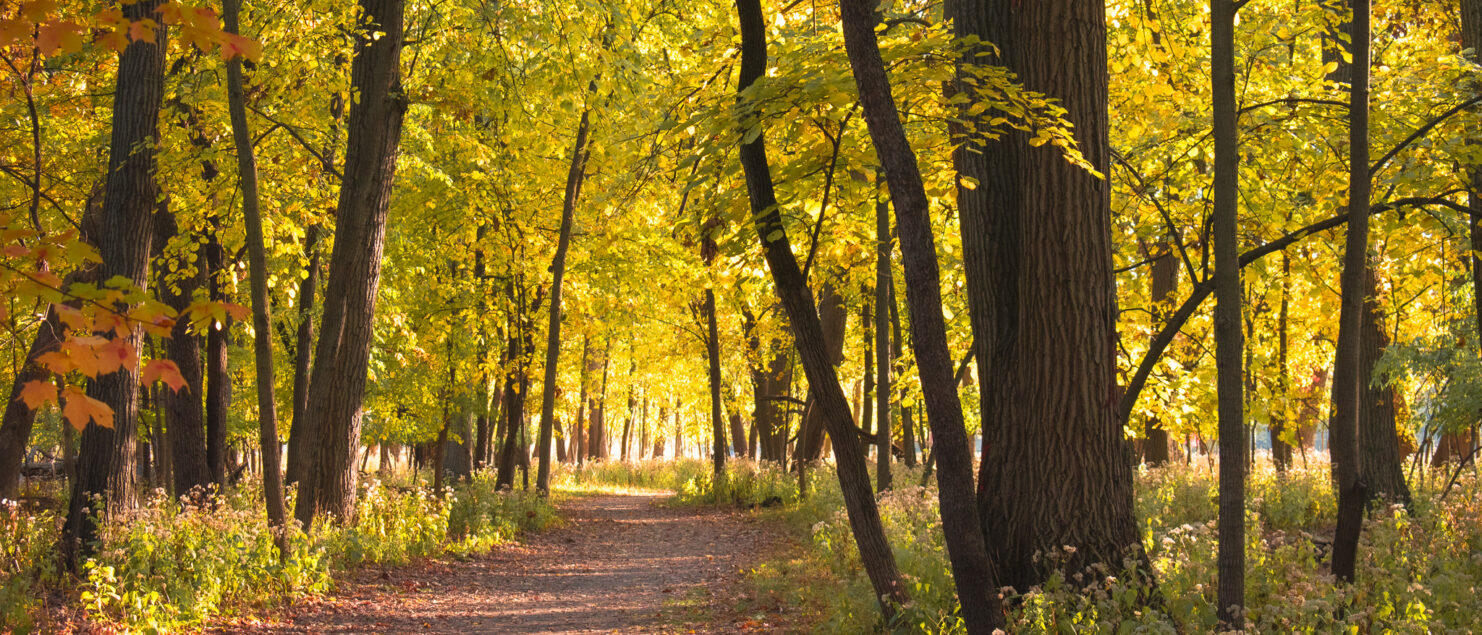 Thatcher Woods and Sunset Bridge Meadow: Scenic Hiking Trails for the Fall Season