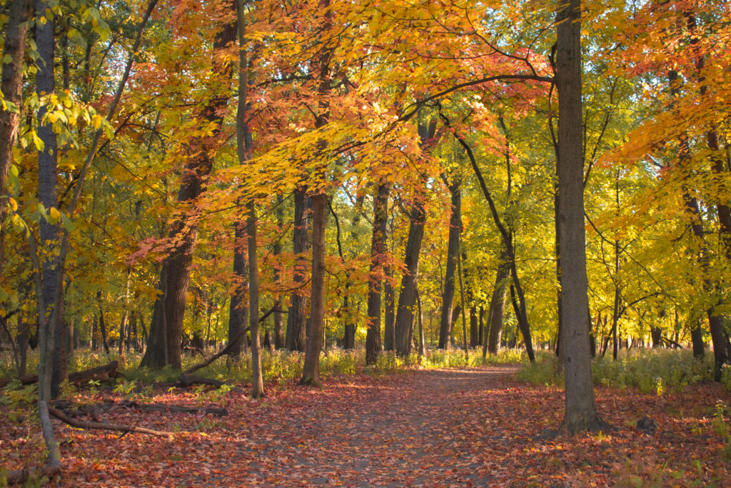 Thatcher Woods and Sunset Bridge Hiking Trails