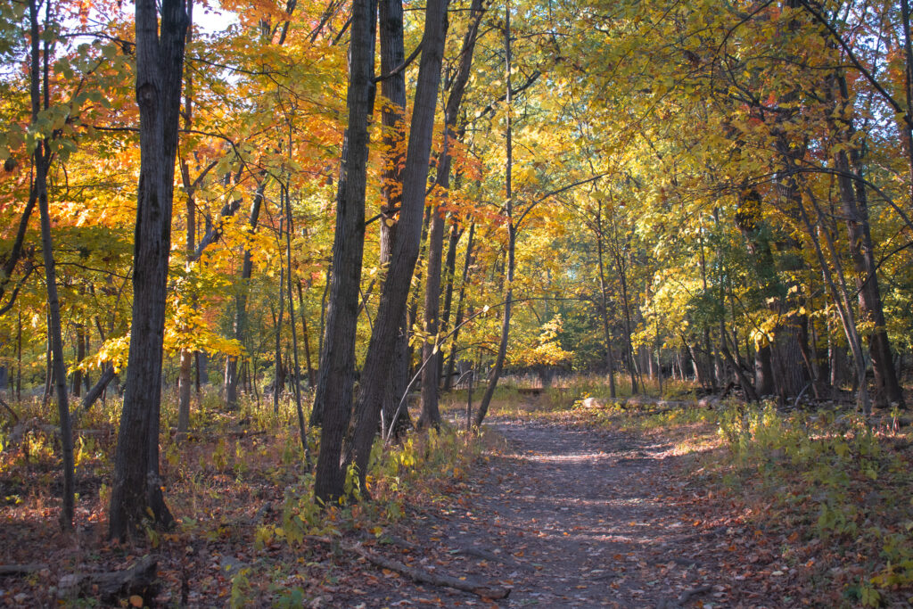 Thatcher Woods and Sunset Bridge Hiking Trails