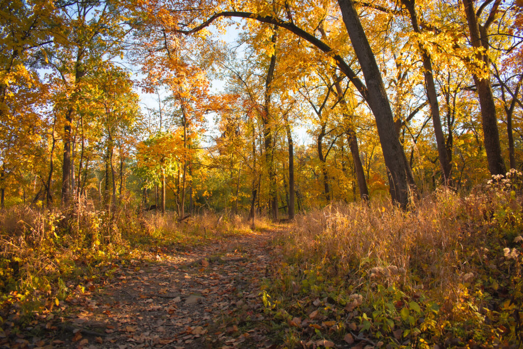 Thatcher Woods and Sunset Bridge Hiking Trails