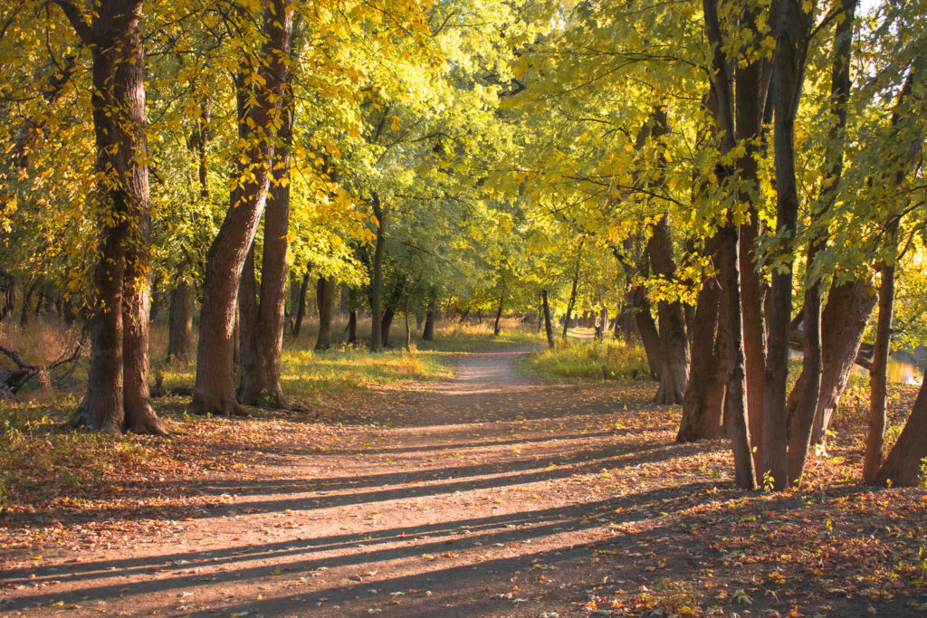 Thatcher Woods and Sunset Bridge Hiking Trails