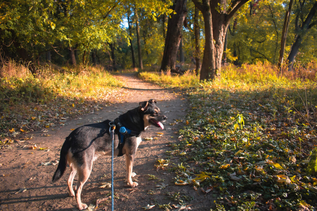 Thatcher Woods and Sunset Bridge Hiking Trails