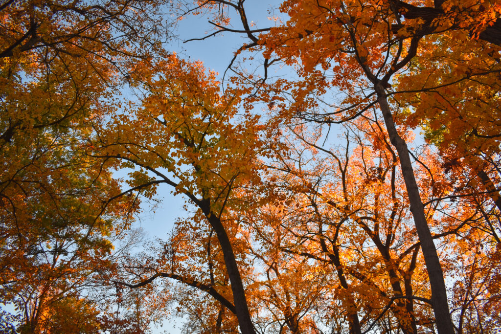 Thatcher Woods and Sunset Bridge Hiking Trails